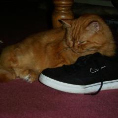 Fudge & shoes