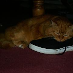 Fudge & shoes1