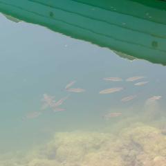 2008, Crete AS0_3101
