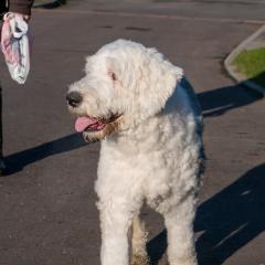 2008, Boris, Dogs _AS01756