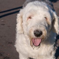 2008, Boris, Dogs _AS01757
