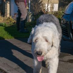 2008, Boris, Dogs _AS01758