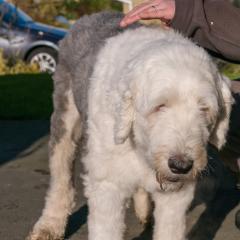 2008, Boris, Dogs _AS01774