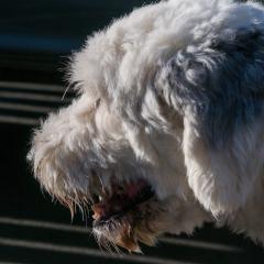 2008, Dogs, Merlin _AS01775