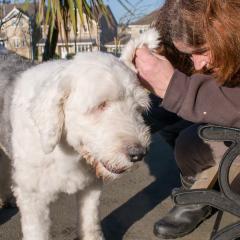 2008, Boris, Dogs _AS01777