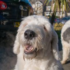 2008, Boris, Dogs _AS01779