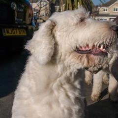 2008, Boris, Dogs _AS01780