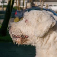 2008, Boris, Dogs _AS01784