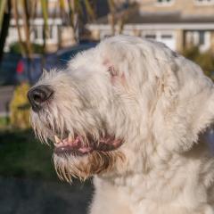 2008, Boris, Dogs _AS01785