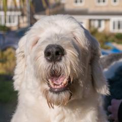 2008, Boris, Dogs _AS01786