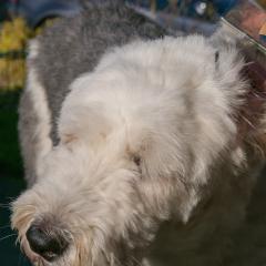 2008, Boris, Dogs _AS01790