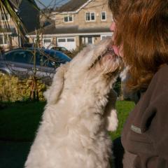 2008, Boris, Dogs _AS01795