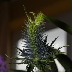 AS0_2501