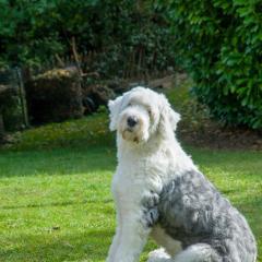 Boris, CH, Dogs, Garden _AS03850