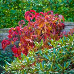 CH, Garden _AS03851