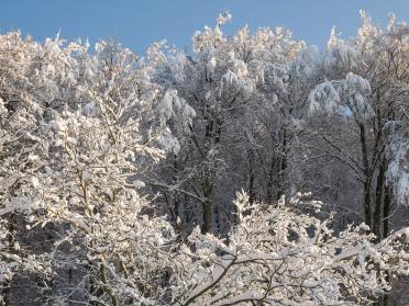 Snow