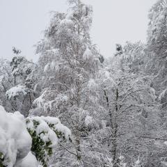 CH, Eschenstrasse, Home, Snow _AS04144