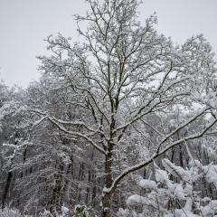 CH, Eschenstrasse, Home, Snow _AS04146