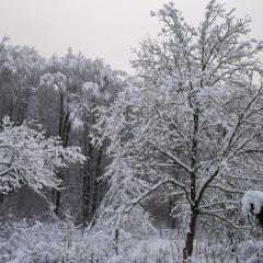CH, Eschenstrasse, Home, Snow _AS04149