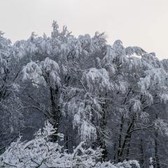 CH, Eschenstrasse, Home, Snow _AS04161