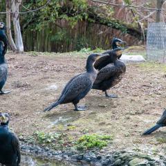 2008, Basel, Zoo (c)andy@sayers-family.co.uk