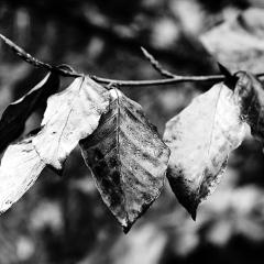 _MG_0105_v3b5w