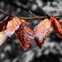 _MG_0105ps