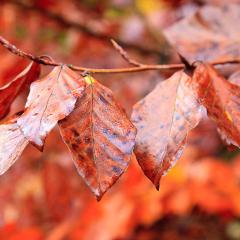 _MG_0105
