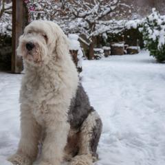 2009, Boris, Rodersdorf, Winter IMG_0799