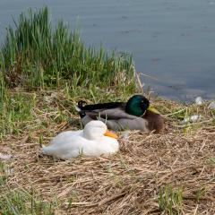 2009, Grun Park, Spring, St Jacobs _AS04556