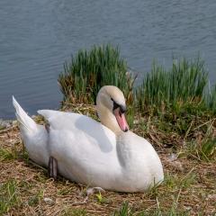 2009, Grun Park, Spring, St Jacobs _AS04559
