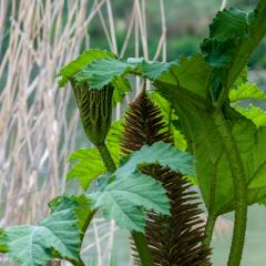 Grun Park, St Jacobs, Summer _AS04726