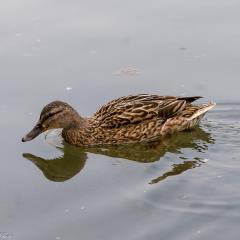 Grun Park, St Jacobs, Summer _AS04730