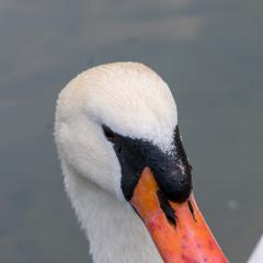 Grun Park, St Jacobs, Summer _AS04734