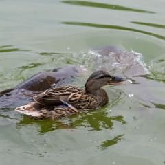 Grun Park, St Jacobs, Summer _AS04740
