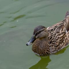 Grun Park, St Jacobs, Summer _AS04742