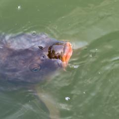 Grun Park, St Jacobs, Summer _AS04745