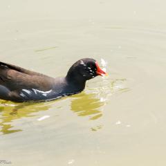 Grun Park, St Jacobs, Summer _AS04747