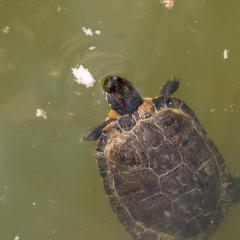 Grun Park, St Jacobs, Summer _AS04751