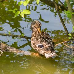 Grun Park, St Jacobs, Summer _AS04754