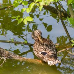 Grun Park, St Jacobs, Summer _AS04755
