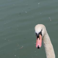 Grun Park, St Jacobs, Summer _AS04757