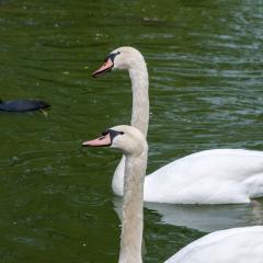 Grun Park, St Jacobs, Summer _AS04758