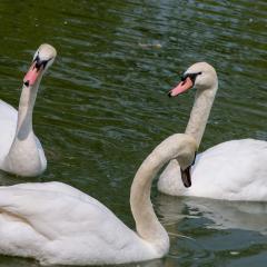 Grun Park, St Jacobs, Summer _AS04761
