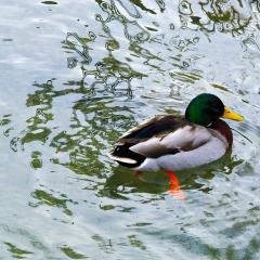 Basel, Grun Park, Location, When, Winter Basel, Grun Park, Location, When, Winter