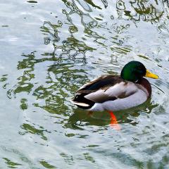 Basel, Grun Park, Location, When, Winter Basel, Grun Park, Location, When, Winter