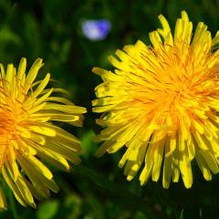 2010, Garden, Home, Rodersdorf 2010, Garden, Home, Rodersdorf