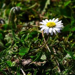 2010, Garden, Home, Rodersdorf 2010, Garden, Home, Rodersdorf