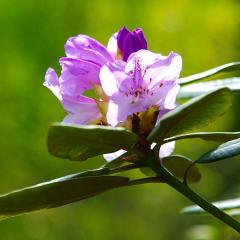 2010, Garden, Home, Rodersdorf 2010, Garden, Home, Rodersdorf