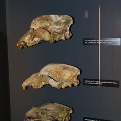 2010, Basel, Museum, Naturhistorisches 2010, Basel, Museum, Naturhistorisches